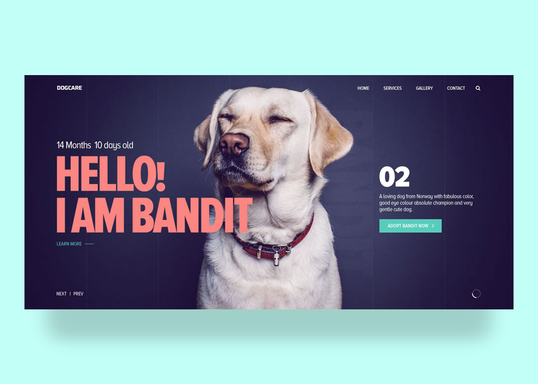 Dog Care Website Splash Page